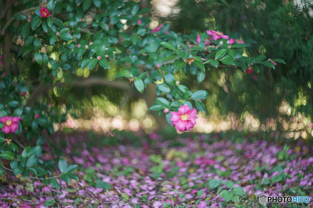孤高の花