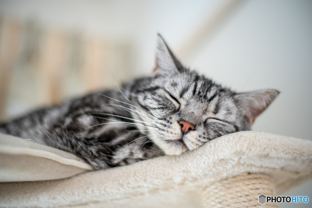 Sleepy Leon