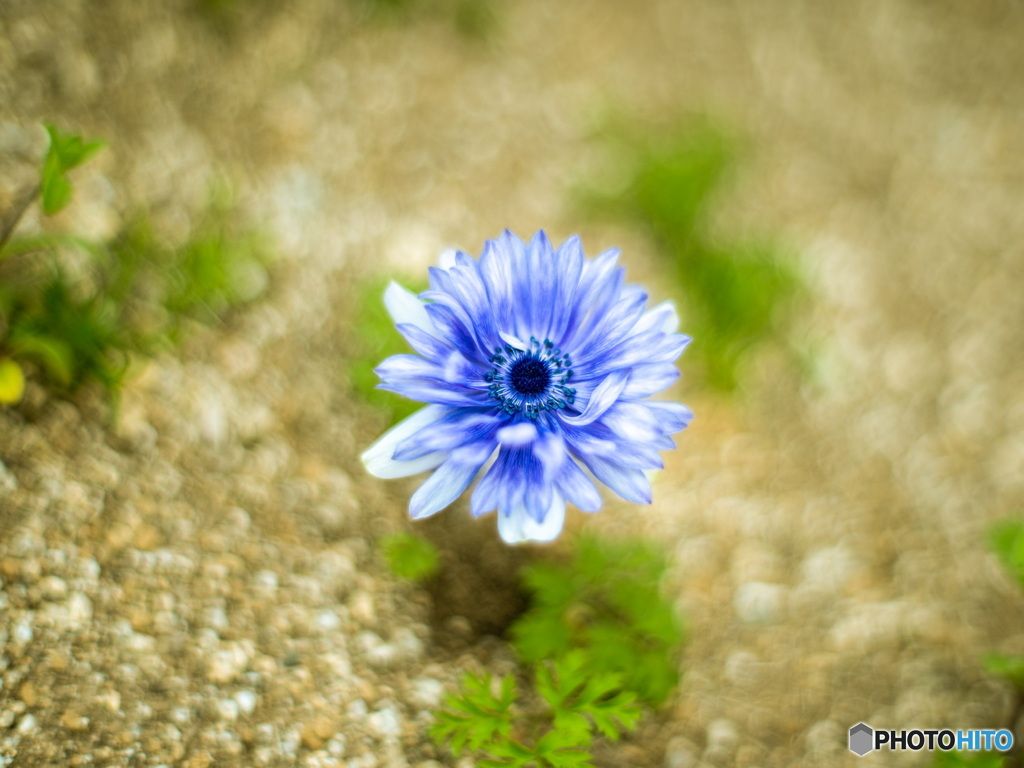 Mr.Anemone