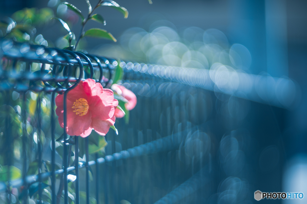 Bokeh's Fantasy