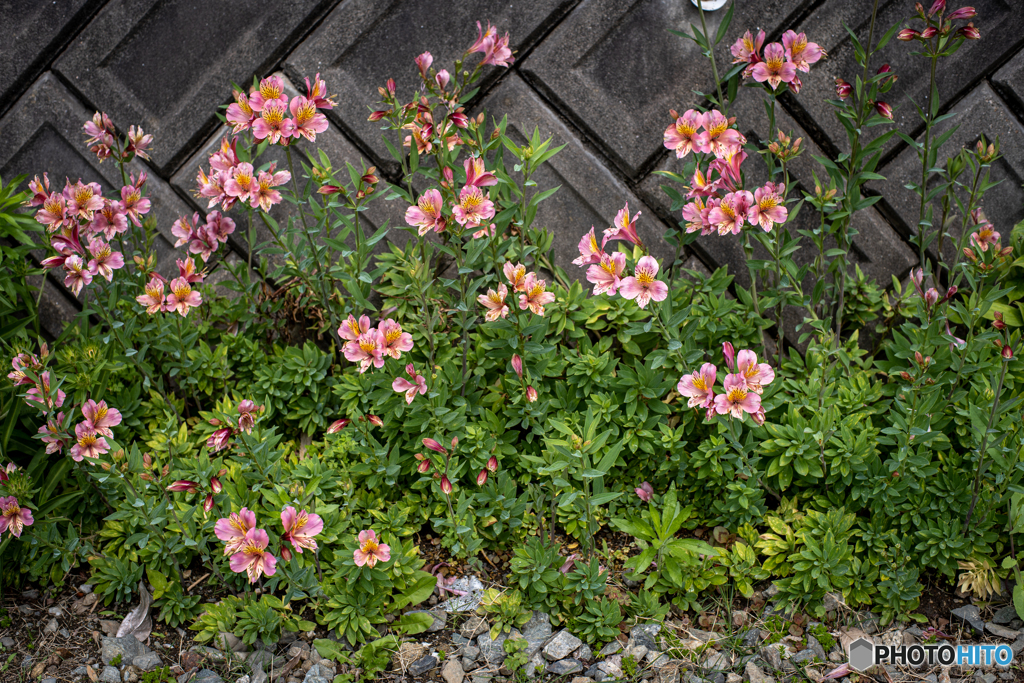 道端の花に魅せられて①