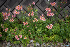 道端の花に魅せられて①
