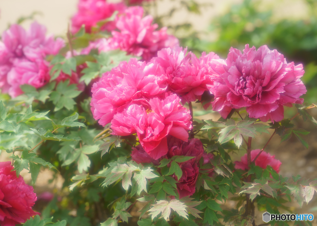 百花の女王