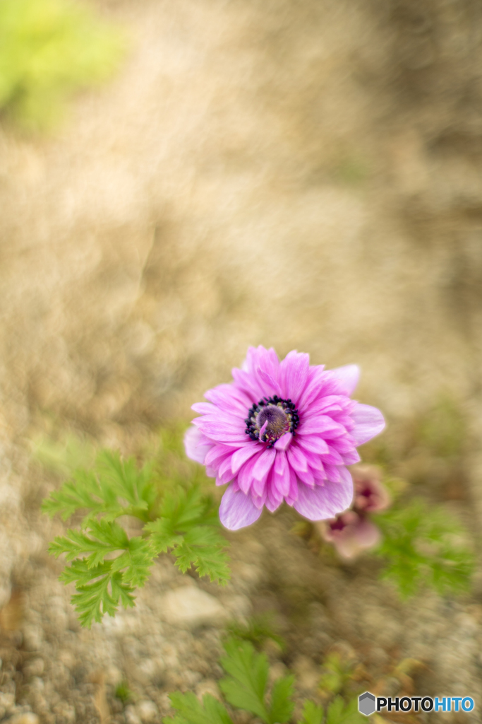 Miss.Anemone