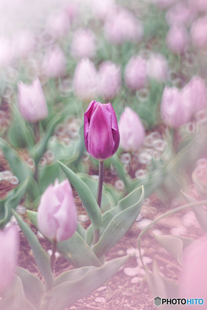 みんな違ってみんないい