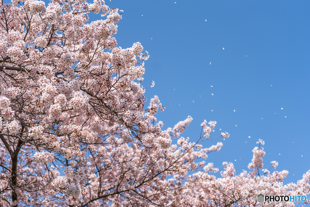 花吹雪