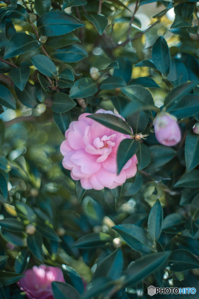 山茶花の咲く頃