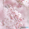 桜花爛漫③