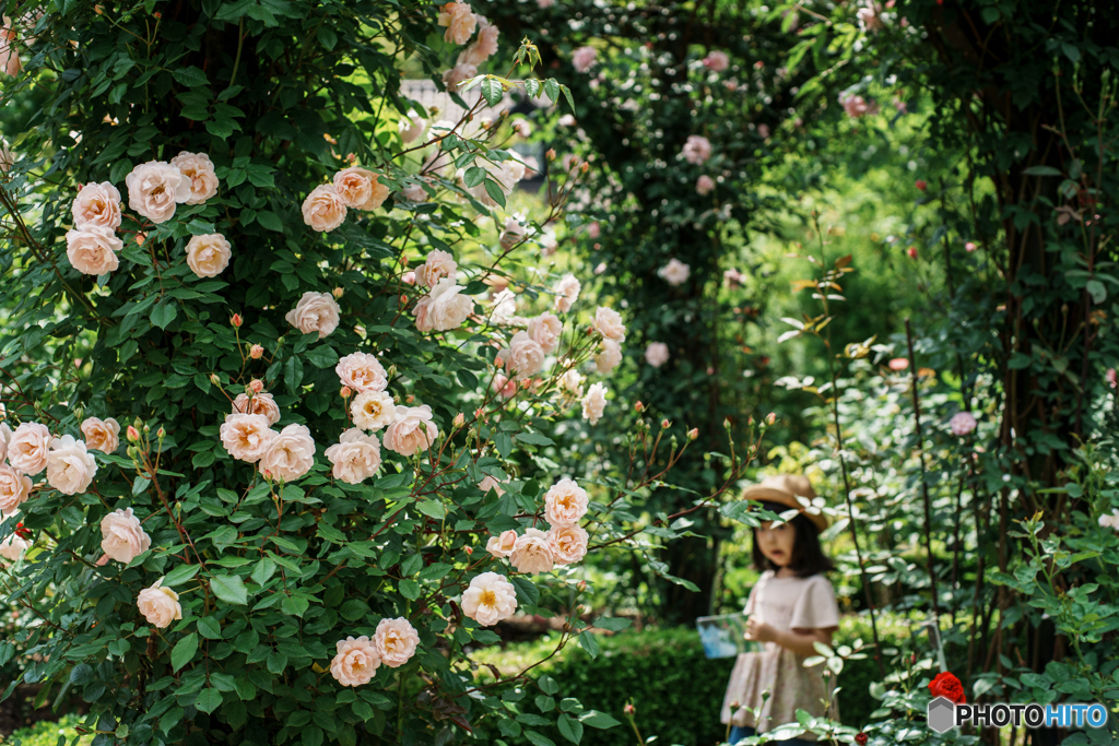 薔薇の記憶