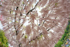 薄紅藤の下から