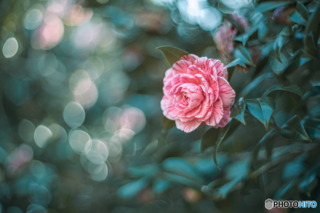 孤高の花