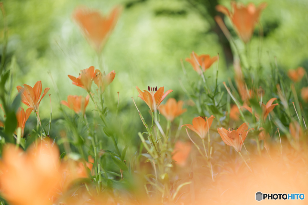 Dreaming lily②