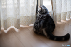 窓辺のレオン①