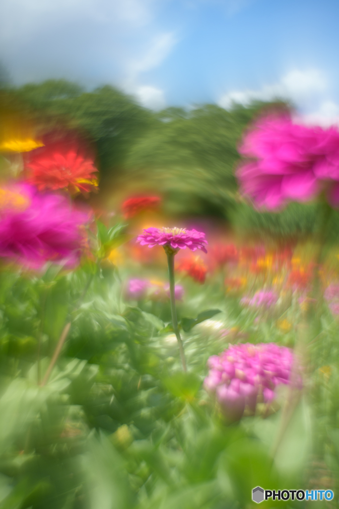 Summer dream①