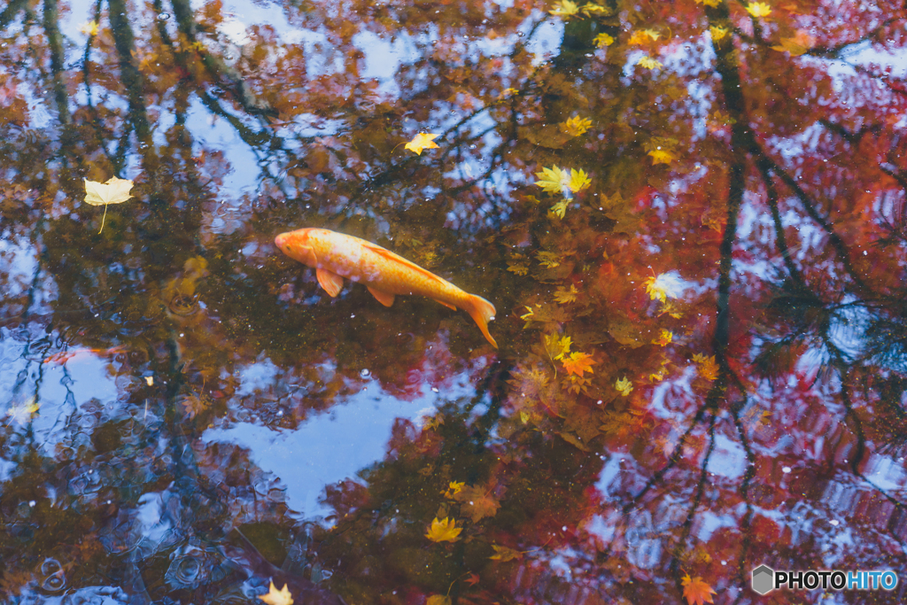 Autumn art