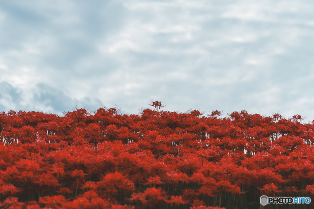 Heavens flower