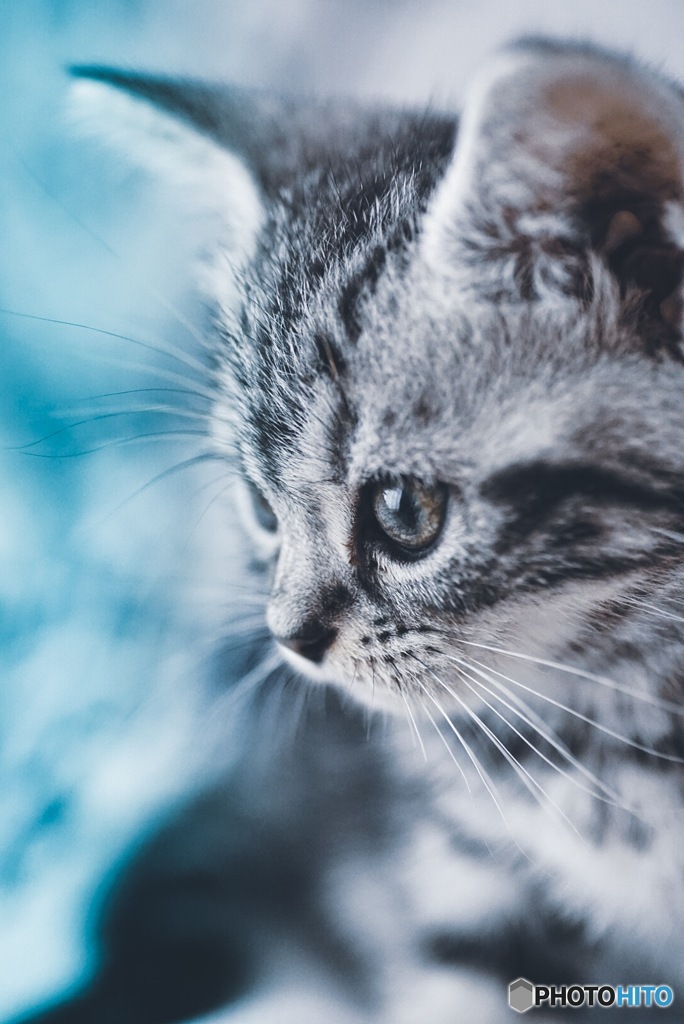 Kitten