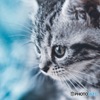 Kitten