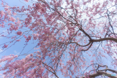 しだれ桜のシャワー