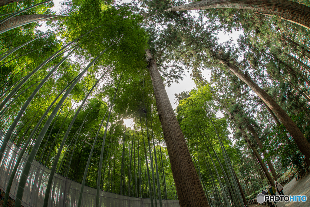 Banboo forest