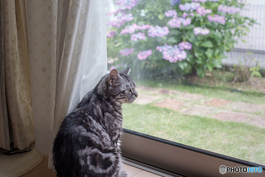 レオンと紫陽花①