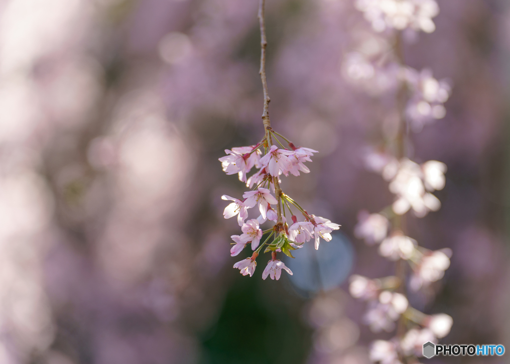 桜姫