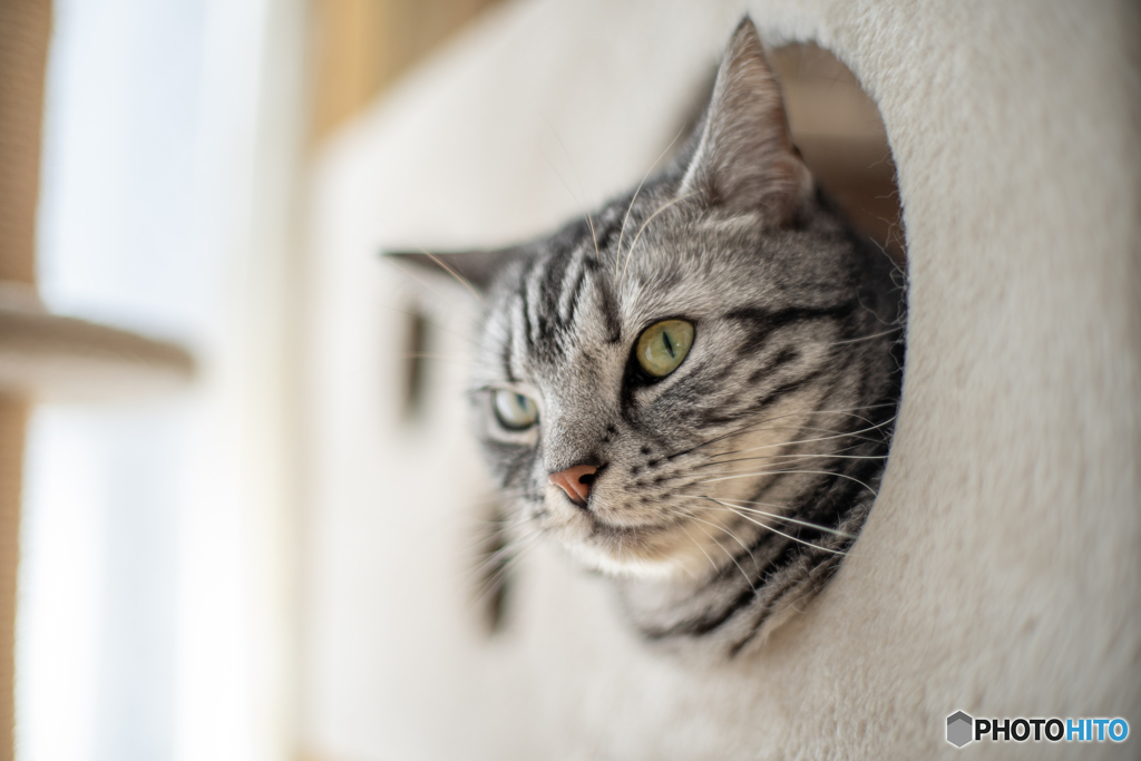 おれ、ねこ