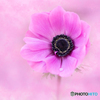 Dreaming Anemone