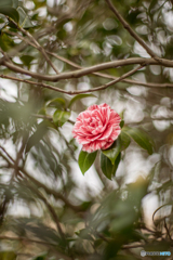 絶望と希望の狭間で咲く花