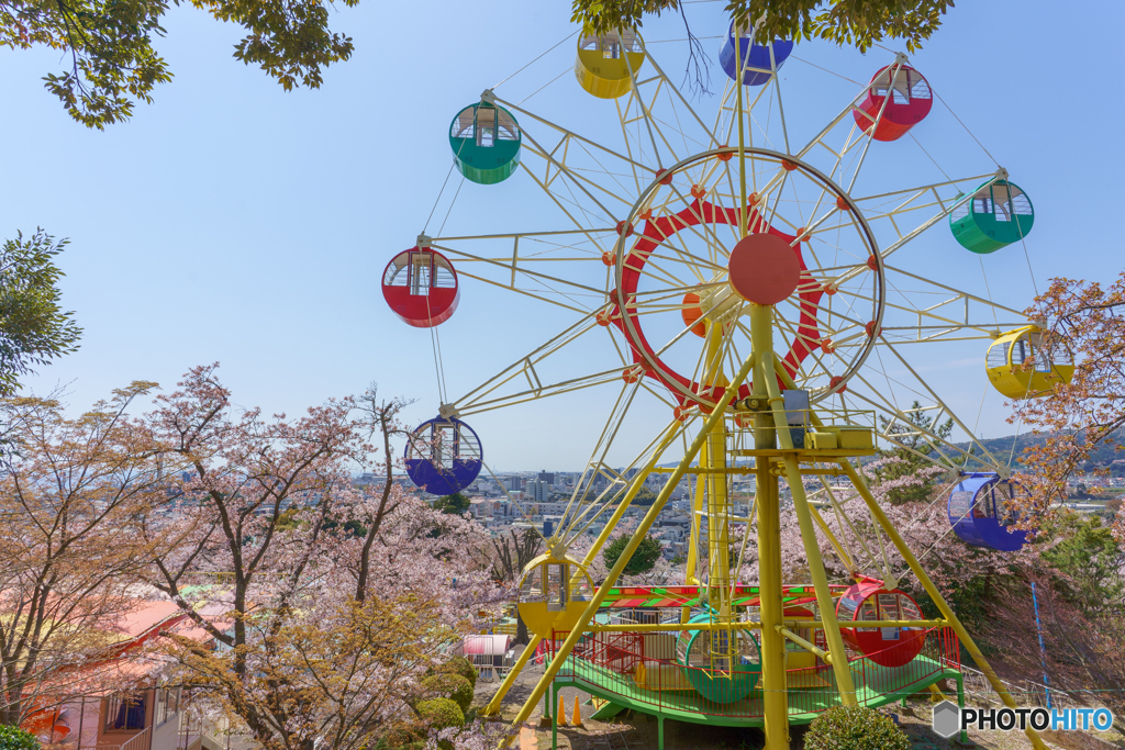 桜と観覧車