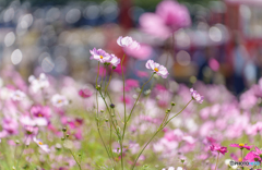 Bokeh's cosmos