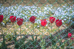 私立花畑中学校　チューリップ組