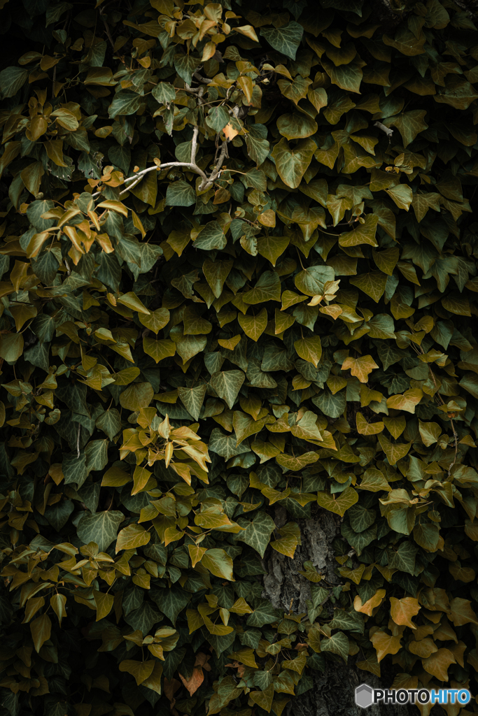 Metalic Leaf