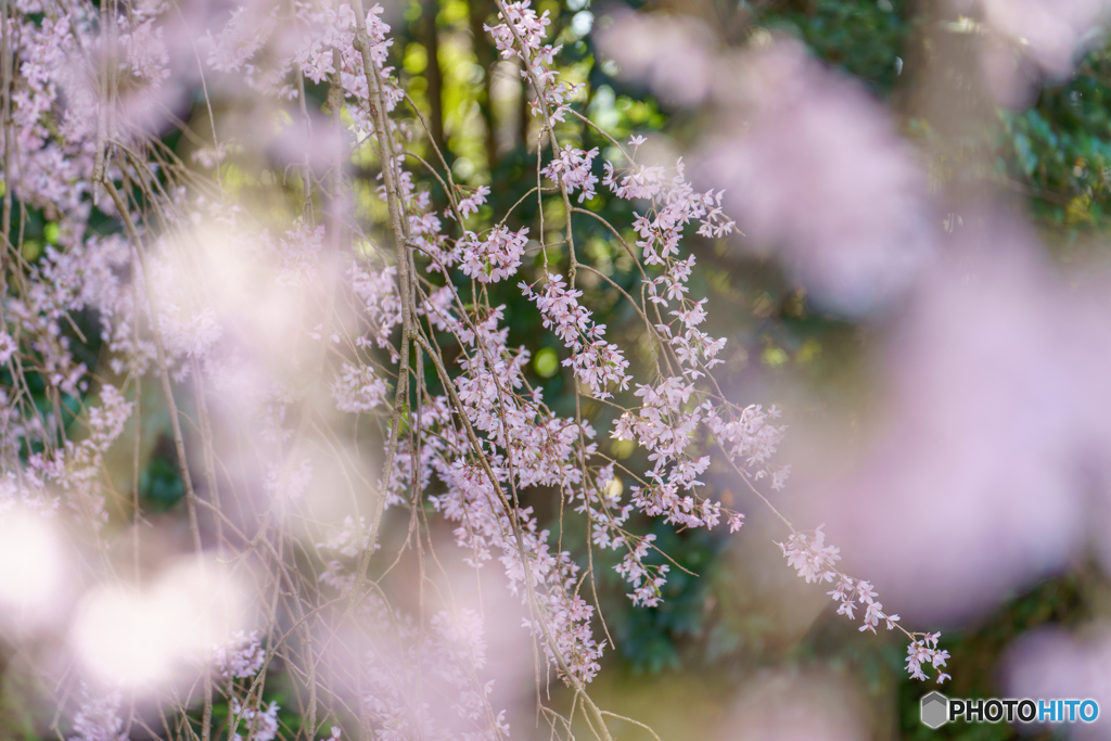 桜の想ひ