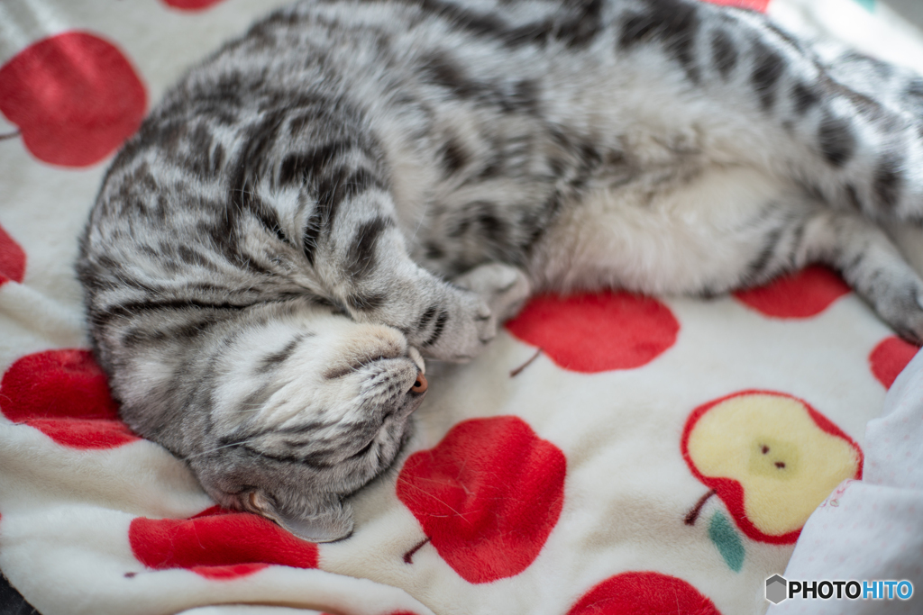Sleepy Leon