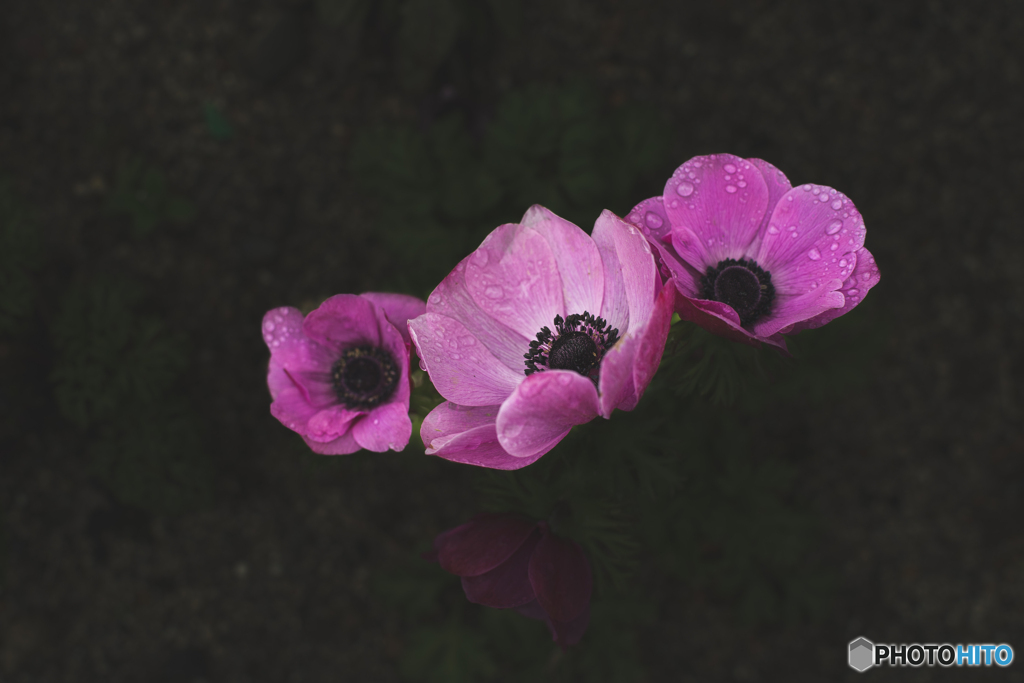 花はどこへ行った