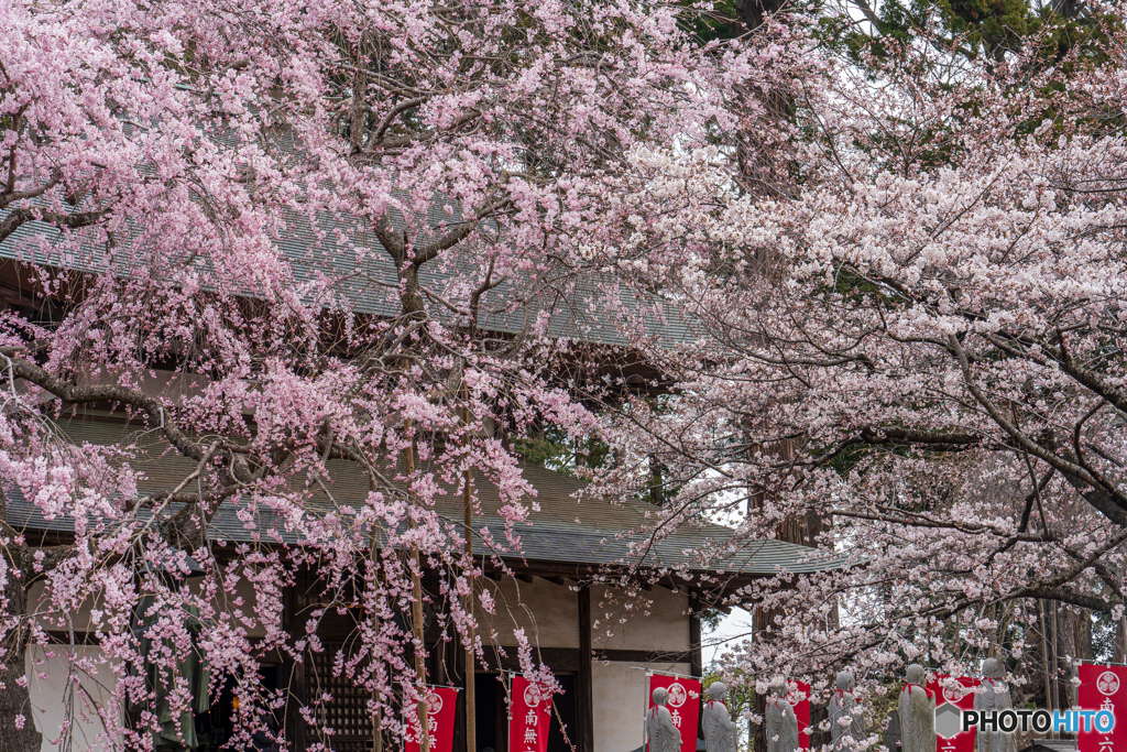 桜花爛漫①