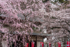 桜花爛漫①