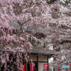 桜花爛漫①