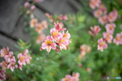 道端の花に魅せられて②