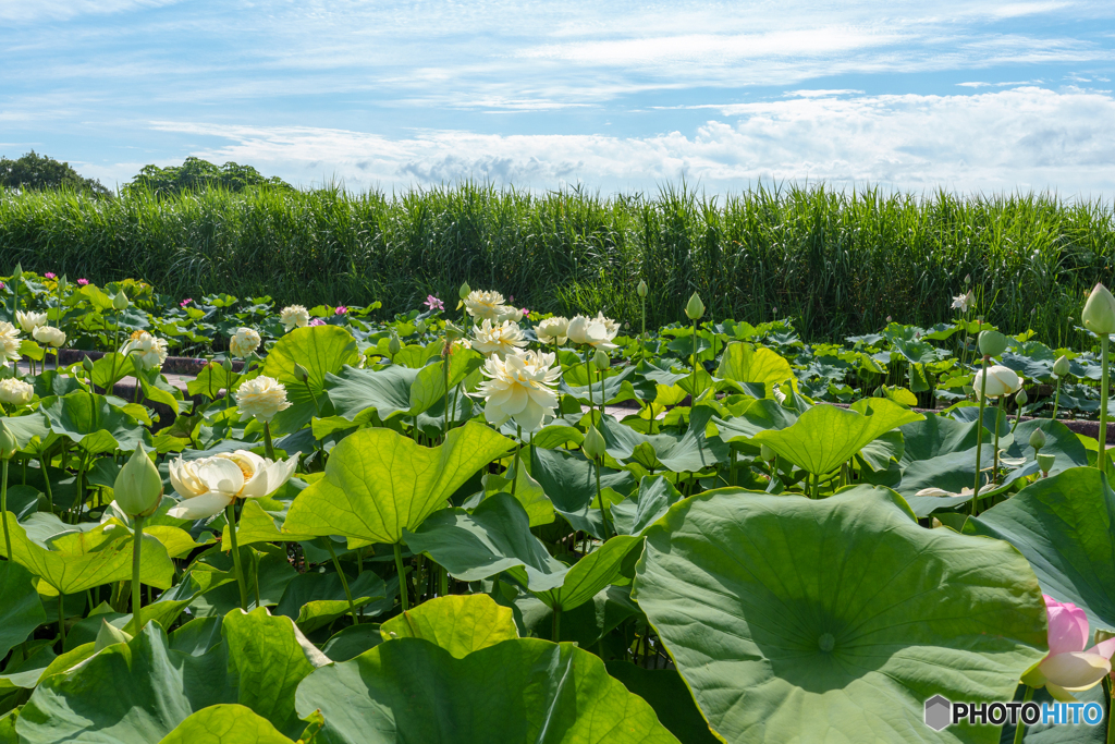 霞ヶ浦学校蓮の花組のみなさん