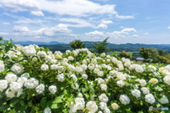 天空の紫陽花