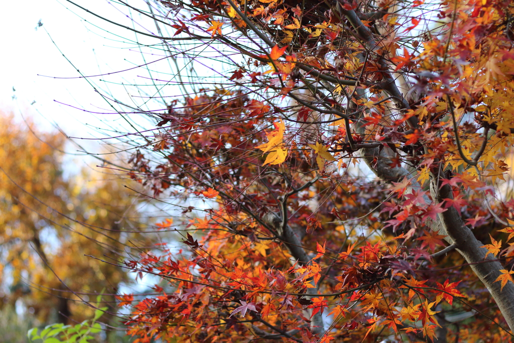 近所の紅葉