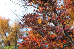 近所の紅葉