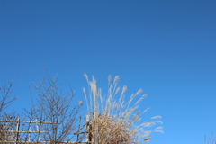 青空とすすき