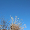 青空とすすき