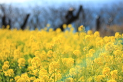 菜の花