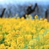 菜の花
