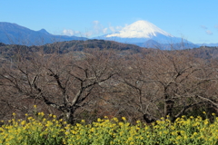 師走の菜の花と富士山