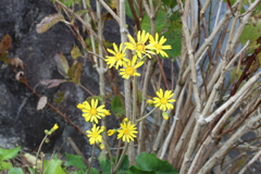 小さい黄色い花